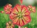 1 Live Plant Drosera spatulata Spoon-Leaf Sundew Carnivorous Terrarium Plant