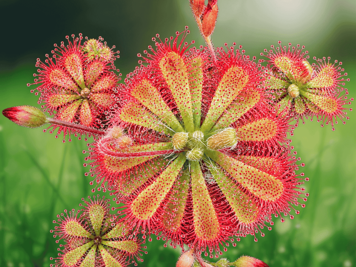 1 Live Plant Drosera spatulata Spoon-Leaf Sundew Carnivorous Terrarium Plant