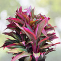 Hawaiian Ti Leaf Cuttings 6-inch Hybrid Green Pink Red x10 - Live Starter Logs (Cordyline fruticosa)