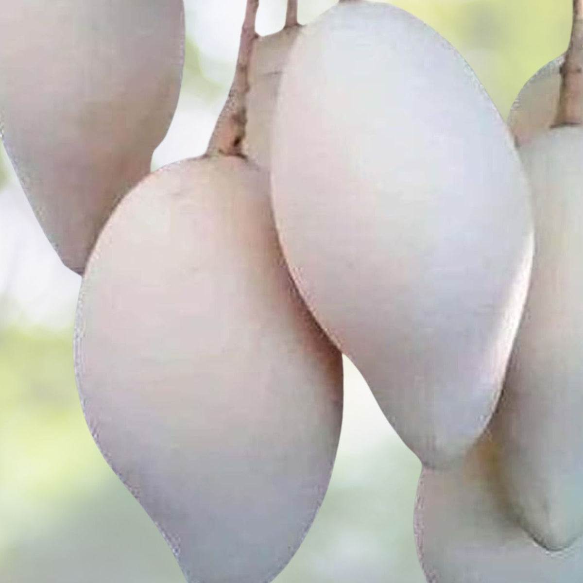 Nam Dok Mai Mango Seeds 3 Pack Rare Super Sweet Juicy Mangifera indica USA