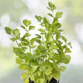 Italian Parsley Seeds | Green Flat Leaf | NON-GMO Heirloom | Petroselinum crispum