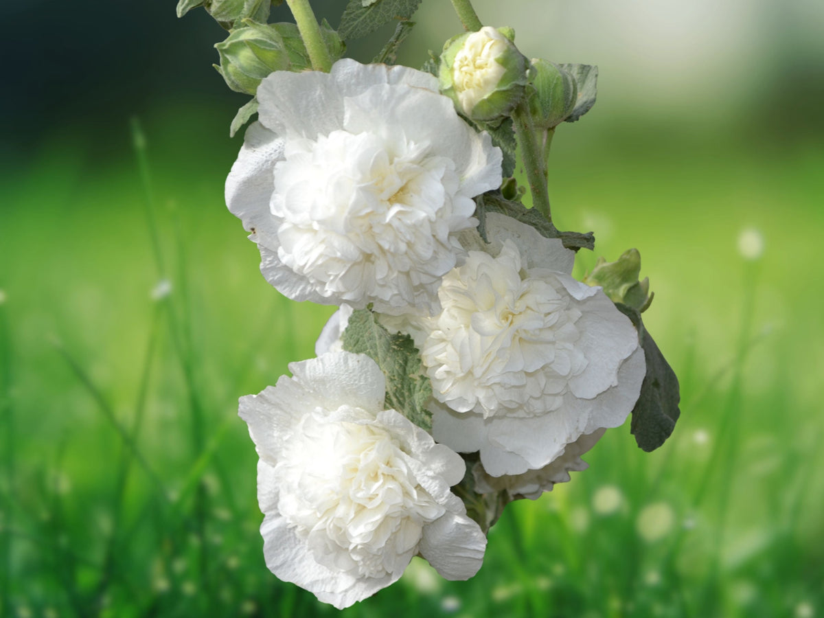 25 Seeds Double White Hollyhock Perennial Pure White Tall Cottage Garden Border Cut Flower