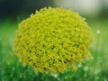 1 Live Plant Sedum japonicum 'Tokyo Sun' Succulent - Bright Yellow Trailing Starter for Patio Garden, Container, and Indoor Decor