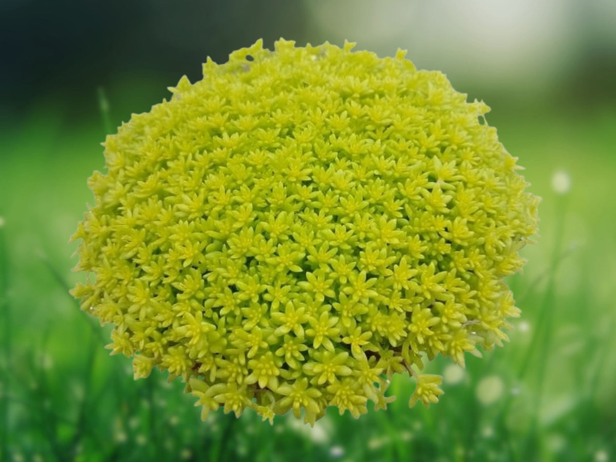1 Live Plant Sedum japonicum 'Tokyo Sun' Succulent - Bright Yellow Trailing Starter for Patio Garden, Container, and Indoor Decor