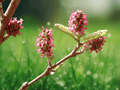 5 Seeds Fortunearia sinensis Chinese Winter Hazel Shrub Ornamental Rare