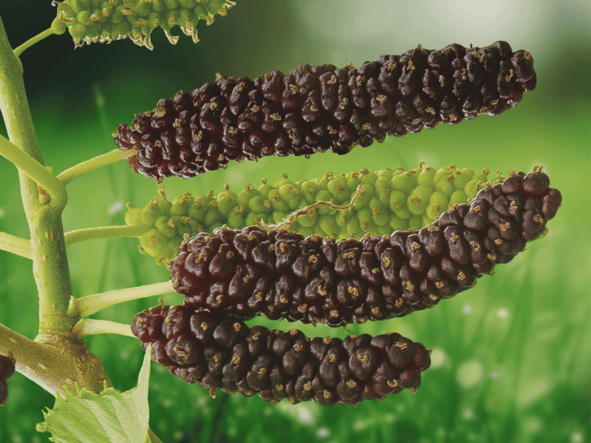 1 Live Plant Pakistan Mulberry Morus macroura Starter Plug