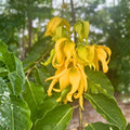 Ylang Ylang Tree Seeds - 10 Fresh Seeds, Fragrant Flowers for Perfume, Cananga odorata, Easy to Grow