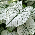 Caladium Bulbs Large Size White Candidum Tropical Foliage Plant Caladium bicolor