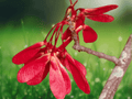 10 Seeds Acer rubrum var. drummondii (Drummond's Red Maple) – Hardy Deciduous Shade Tree