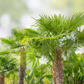 Windmill Fan Palm Tree Live Plant 34-38" Trachycarpus fortunei, Mature Indoor/Outdoor Palm Tree