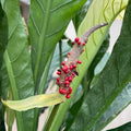 Anthurium Hookerii Plant in 3 Gallon Pot - Large Tropical Beauty - Anthurium andraeanum - Indoor Houseplant