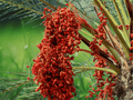 10 Seeds Medjool Date Palm Phoenix dactylifera Fruit Palm Tree Tropical Landscape