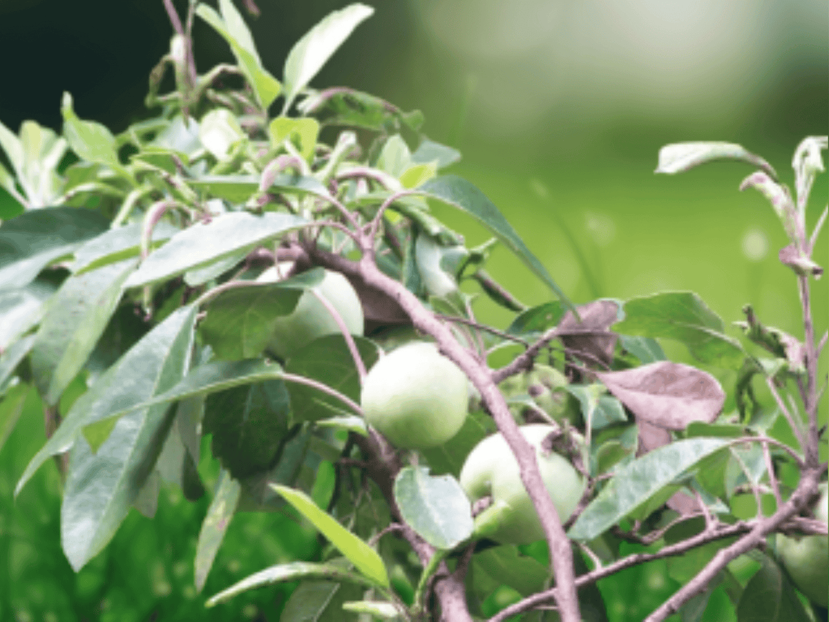 5 Seeds Docynia indica Wild Apple Fruit Tree Hardy Garden Plant