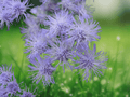 10 Seeds Conoclinium coelestinum Hardy Ageratum Native Wildflower