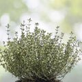 Common Thyme Seeds - 1000+ True Winter Thyme Perennial Herb for Kitchen Garden - Thymus vulgaris