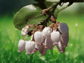 5 Seeds Arctostaphylos patula Manzanita Greenleaf Manzanita Evergreen Shrub