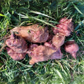 Organic Jerusalem Artichoke Tubers - 5 M S Red Variety - Ready for Planting - Helianthus tuberosus