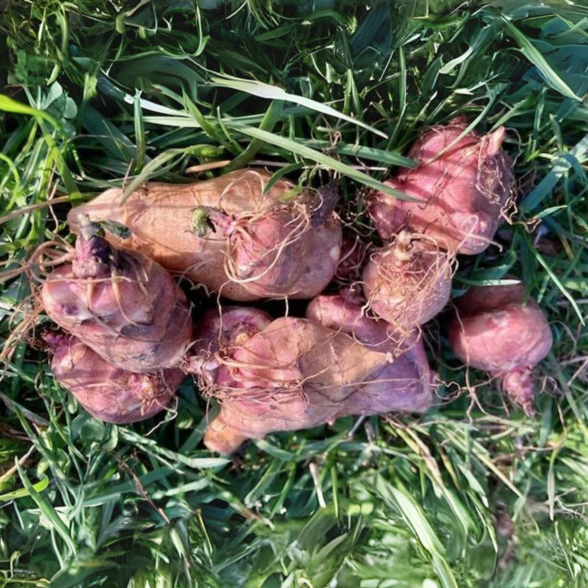 Organic Jerusalem Artichoke Tubers - 5 M S Red Variety - Ready for Planting - Helianthus tuberosus