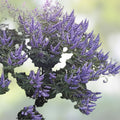 Unrooted Cuttings 6+4 Blue-Purple Vitex agnus-castus Chaste Tree for Rooting and Grafting