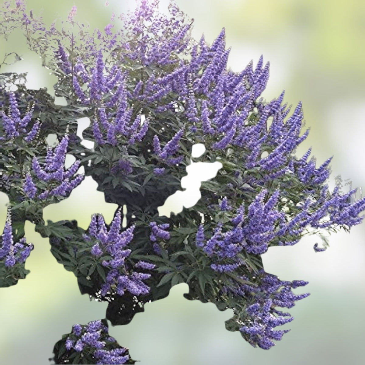 Unrooted Cuttings 6+4 Blue-Purple Vitex agnus-castus Chaste Tree for Rooting and Grafting
