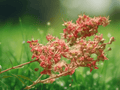 10 Seeds Lawsonia inermis Henna Plant Live Garden Shrub