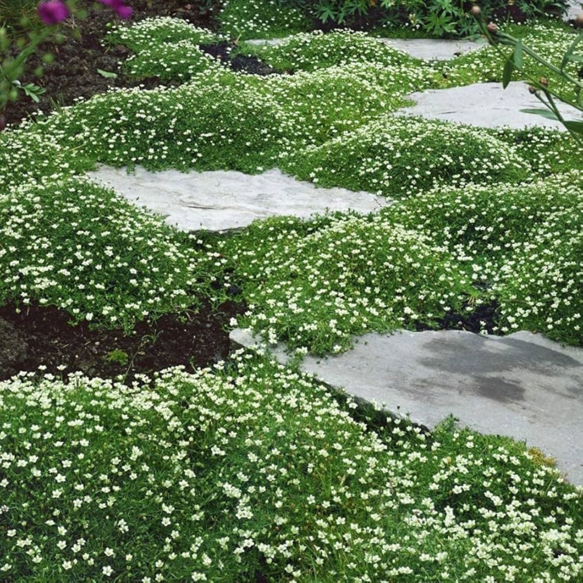Irish Moss Seeds 1 oz - Attractive Ground Cover Plant - Chondrus crispus - Marine Seaweed for Garden or Aquarium