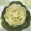 Condor White Ornamental Kale Seeds – Organic Brassica oleracea, 10 Pack, USA Grown, Free Shipping