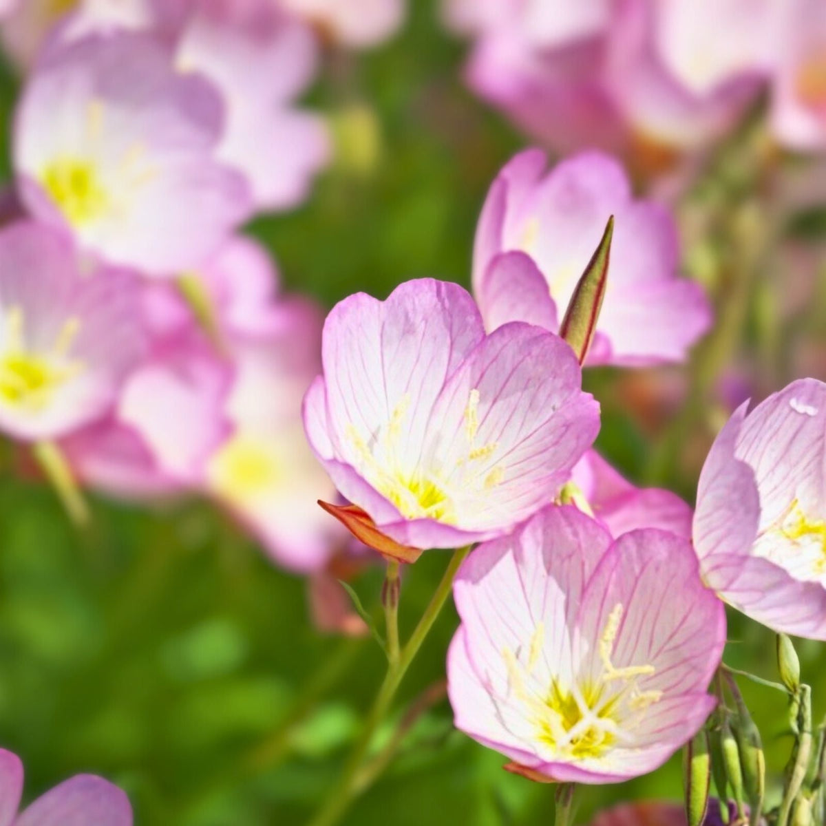 10 Pink Evening Primrose Bare Root Plants - Organic Perennial Flowering Plant - Oenothera biennis - 10 Live Transplants
