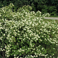 Weigela Live Plant - 12-inch Variegated 'Rosea' with Pink Blooms - Weigela florida Shrub for Garden Landscaping