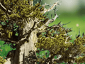 5 Seeds Great Basin Bristlecone Pine Pinus longaeva Hardy Conifer Tree