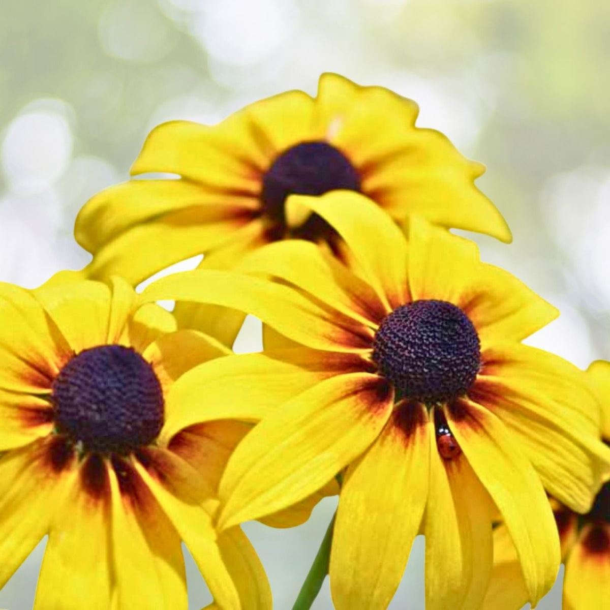 Black-Eyed Susan Plants 5-Pack Golden Yellow Perennial Daisy Rudbeckia hirta Full Sun Blooms July-Oct
