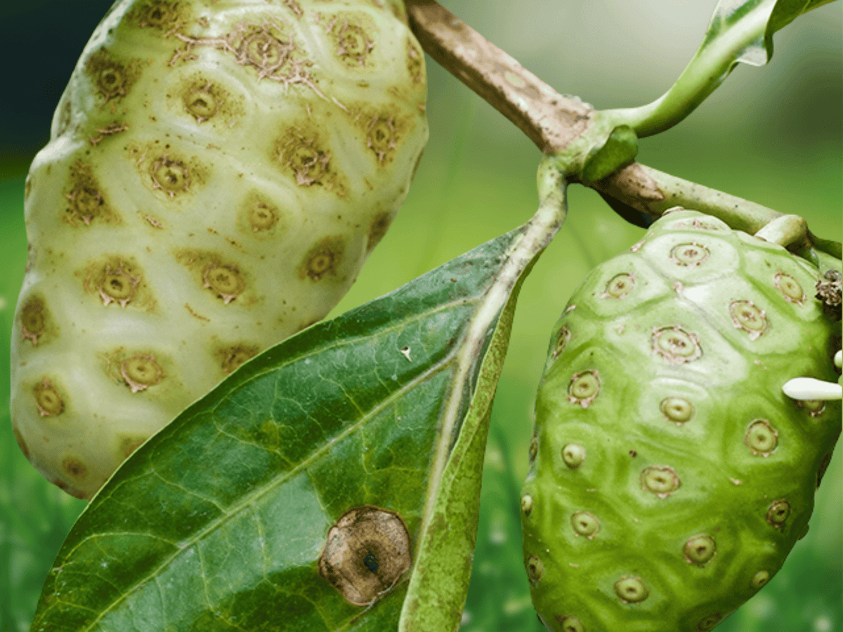 10 Morinda citrifolia Seeds – India Mulberry (Noni) Fruit Tree
