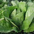 Romaine Lettuce Seeds 500 Pack - Paris Island Heirloom Non-GMO - Home Garden Lactuca sativa