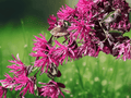 2.5 QT Live Plant Ruby Loropetalum Chinese Fringe