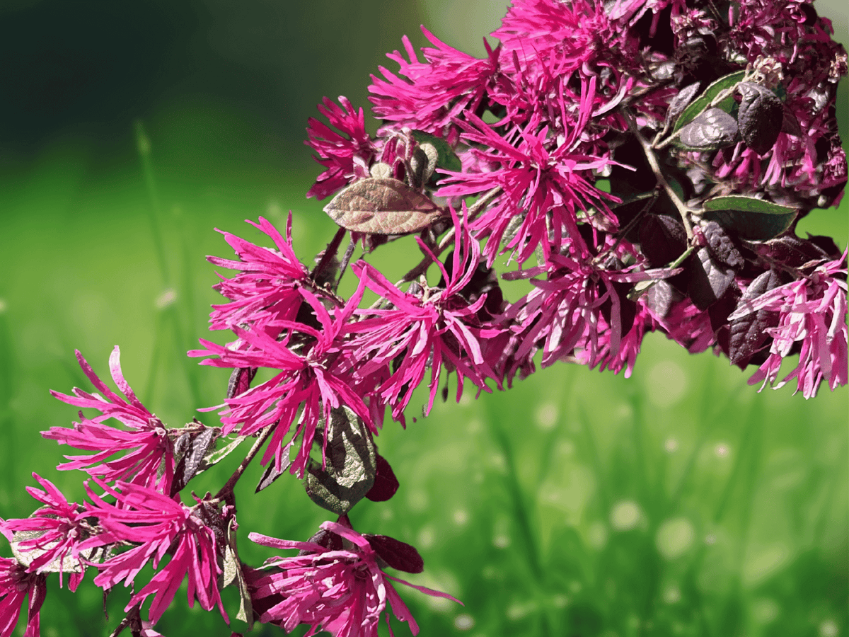 2.5 QT Live Plant Ruby Loropetalum Chinese Fringe