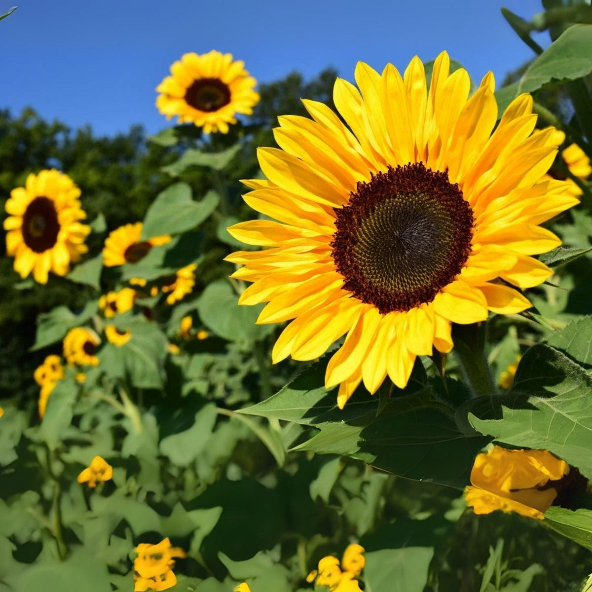 Peredovik Sunflower Seeds - 500 Seeds for Planting - Bird Attracting - Helianthus annuus