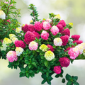 Hydrangea Plant - 5-7 Inch Little Lime Punch - Hydrangea paniculata 'Little Lime Punch'