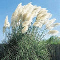 Giant White Pampas Grass Seeds 1,000 Count - Ornamental Grass Cortaderia selloana - Made in USA, Ships from Iowa