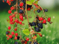 5 Seeds Allegheny Blackberry Rubus allegheniensis Native Fruit Plant