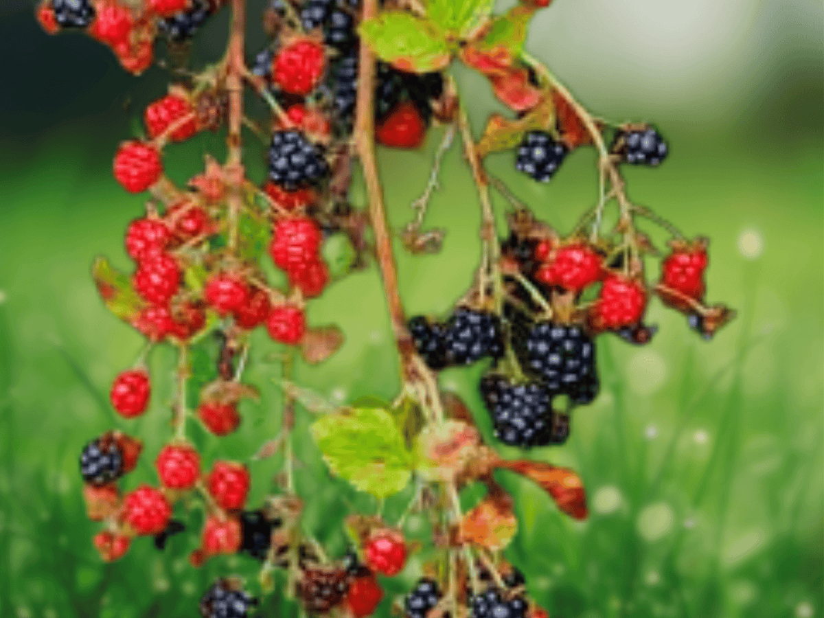 5 Seeds Allegheny Blackberry Rubus allegheniensis Native Fruit Plant