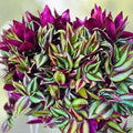 Purple Wandering Jew Cuttings 6+ Inches - Tradescantia Zebrina Houseplant - 6 Premium Cuttings for Plant Propagation