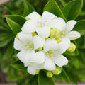 Orange Jasmine Plant 3 Gallon - Fragrant Orange Flowers - Murraya paniculata