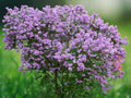 25 Lilac Seeds Syringa Vulgaris Lilac Sunday Fragrant Lavender Cold Hardy Perennial Shrub