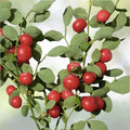 Red Huckleberry Seeds - 50+ Pre-Stratified Seeds, Vaccinium parvifolium, Native Edible Plant, Free Shipping