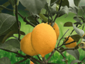 5 Seeds Meyer Lemon Tree Citrus Meyeri Sweet Citrus Fruit Plant