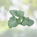 Organic Calabrese Broccoli Seeds | NON-GMO Heirloom Vegetable Seeds | Brassica oleracea
