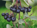 1 Live Plant Black Chokeberry Aronia melanocarpa 12" Bare Root