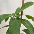 TEBOW MANGO TREE 3 Gallon Grafted Mangifera indica - Easy Planting with Pot and Soil, 3 Feet Tall