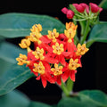 Tropical Milkweed Seeds - Asclepias Currassavica - Food and Host Plant for Monarch Butterflies