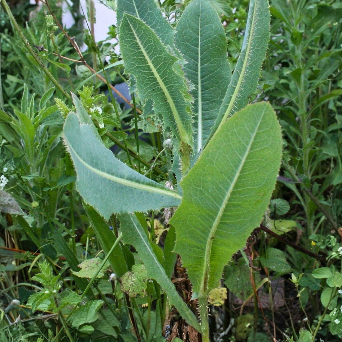 Wild Lettuce Live Plant 5-Pack - Organic Pain Relief - Lactuca Virosa - USA Grown